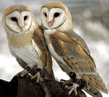 Rev. Bodhi was one of the original New Thought Librarians